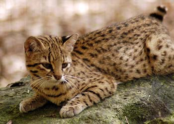 Illustration for article titled Caturday - Leopardus geoffroyi Edition
